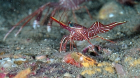Birmanie - Mergui - 2018 - DSC02638 - Dancing shrimp - Crevette danseuse de Durban - Rhynchocinetes durbanensis